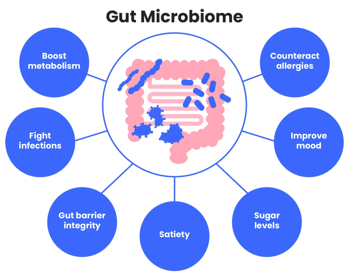 The gut microbiome influences many bodily systems and functions