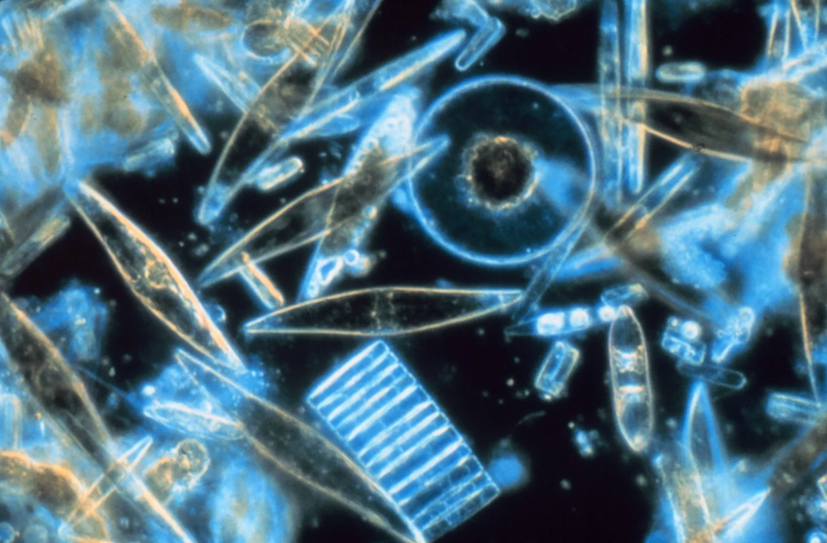 Plankton is a major source of food in the ocean