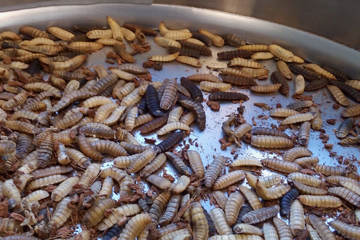 Fat-filled larvae of the black soldier fly, Hermetia illucens