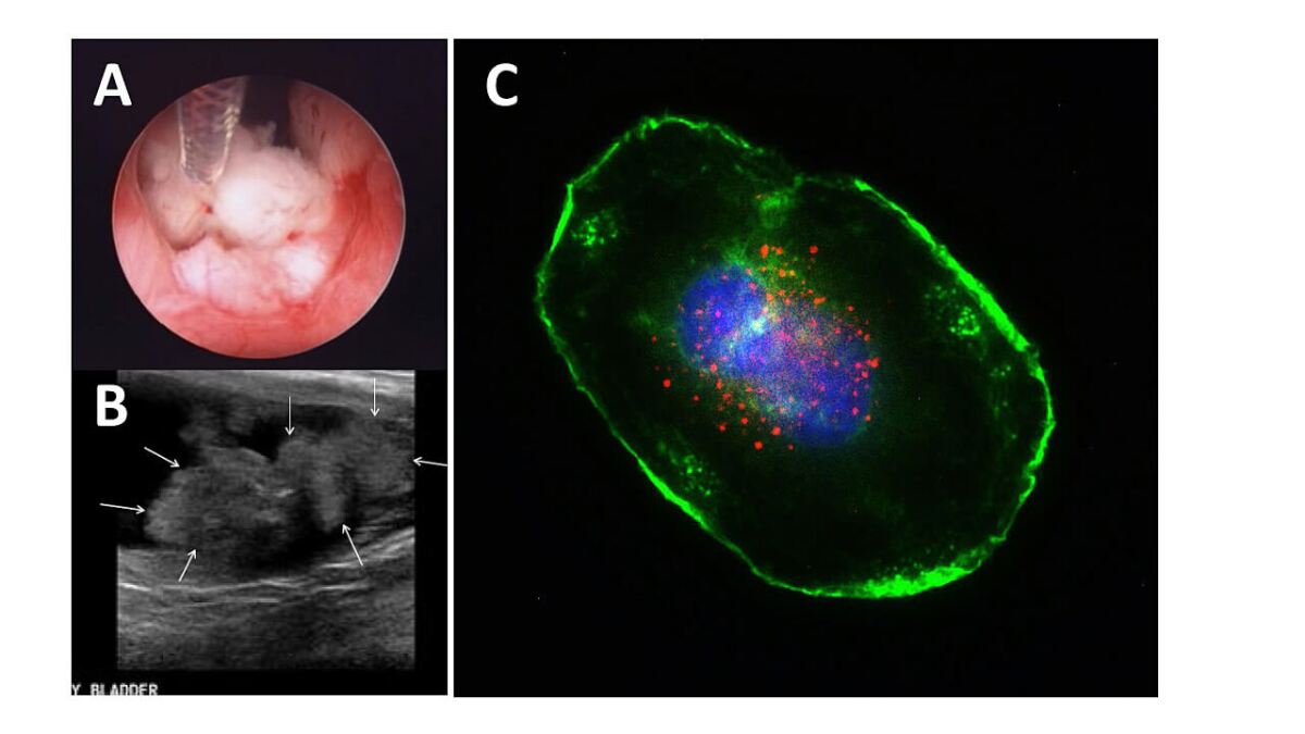 A) A biopsy taking place in a dog bladder. B) Ultrasound image of bladder cancer. C) Fluorescent labelling of bladder cancer