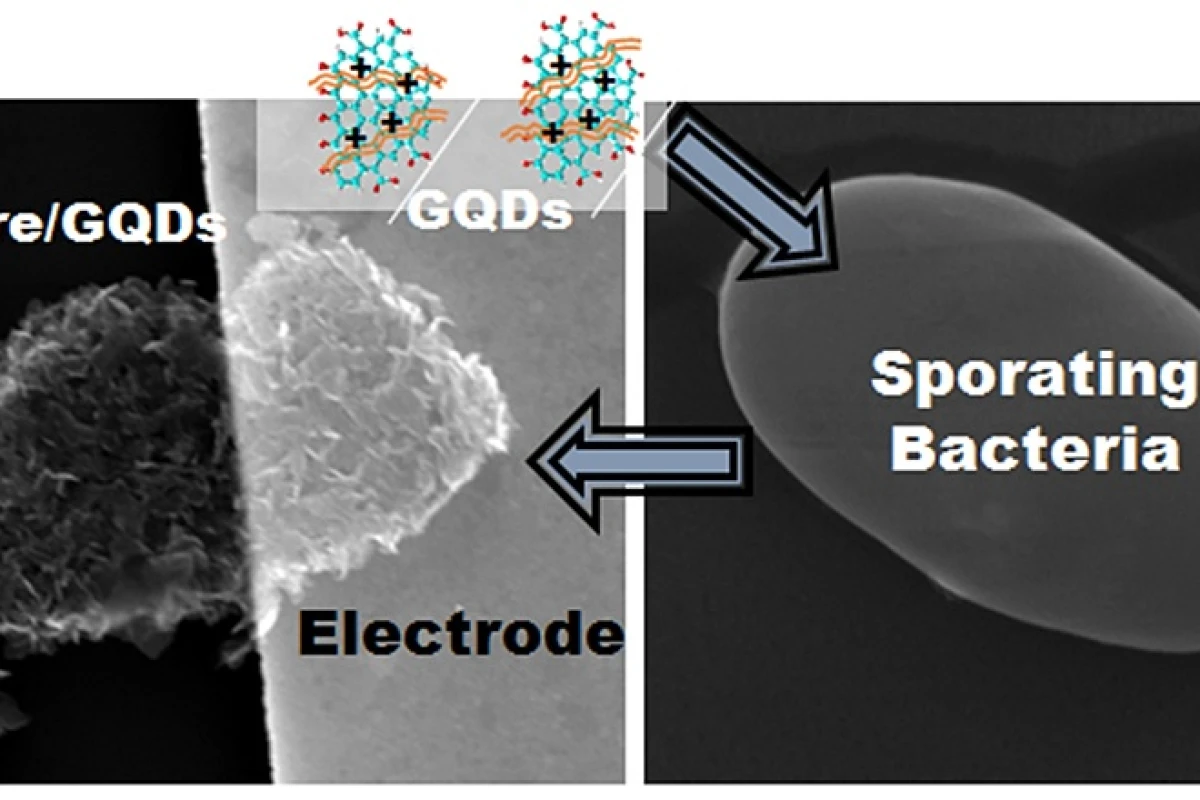 Researchers have created a nanoscale biomicrorobot (or "cytobot") that responds electrically to changes in its environment (Image: UIC)