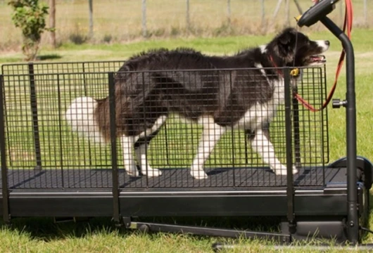 Fit Fur Life dog treadmill