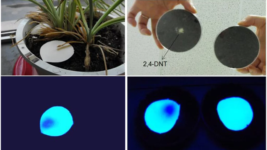 Under UV light, the nanofibrous film detects trace 2,4-DNT explosive buried in a flower pot and (left) and in soil in a Petri dish (right) (Photo: Ying Wang/UConn and Advanced Functional Materials, Wiley-VCH Verlag GmbH & Co. KGaA)
