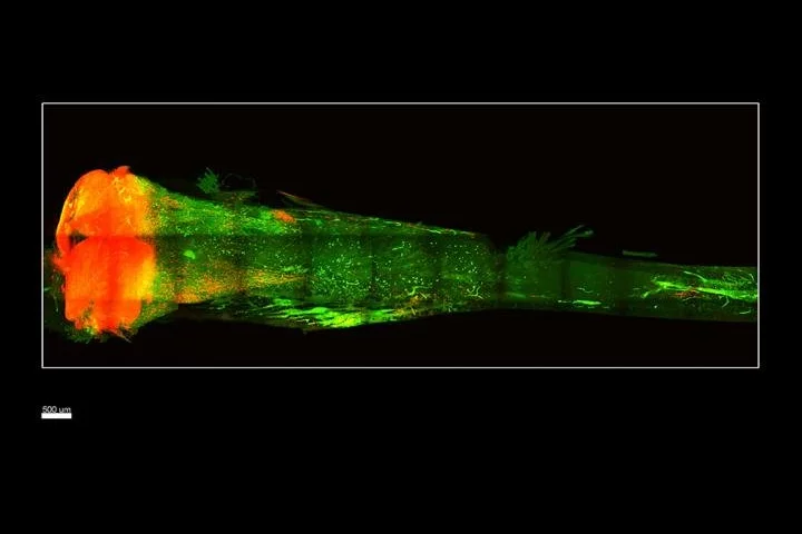 A view of the transparent bone as seen through a light-sheet microscope specially built to not damage the fluorescent signal from the stem cells inside, which appear red in this image