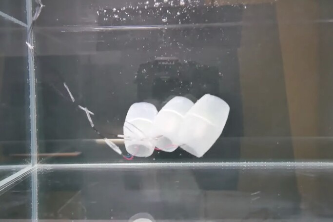 Three linked RoboSalps make their way through a test tank