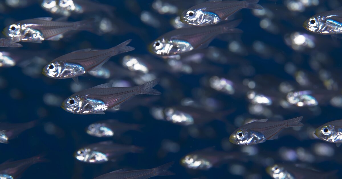 These tiny fish have a clever strategy to hide in plain sight – thanks to their food