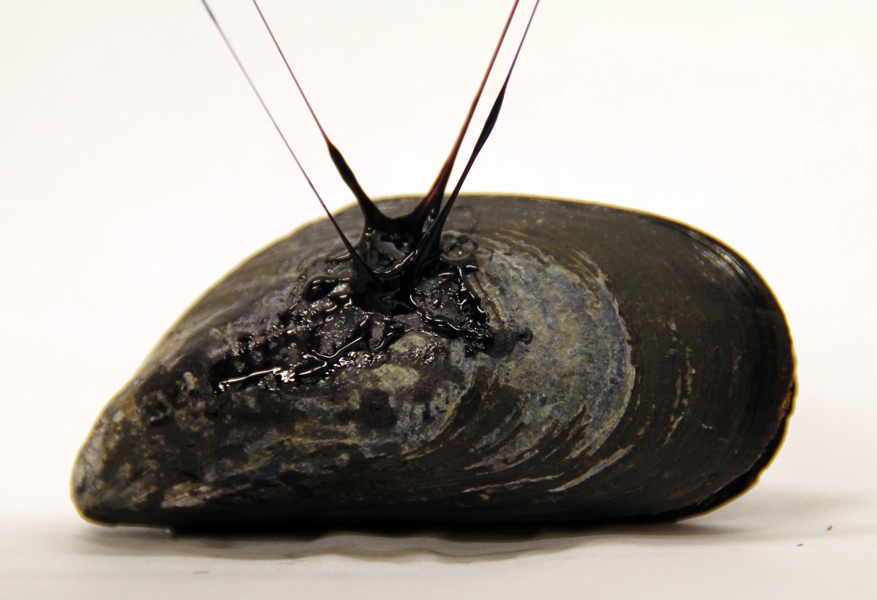 A mussel, with fibers of the synthetic adhesive gel attached to it (Photo: Tara Fadenrecht, Niels Holten-Andersen)