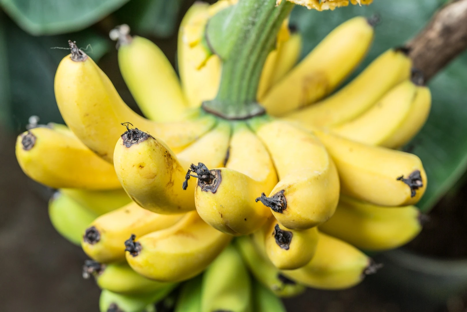 Researchers have developed an AI-powered app that is designed to help combat banana diseases and pests