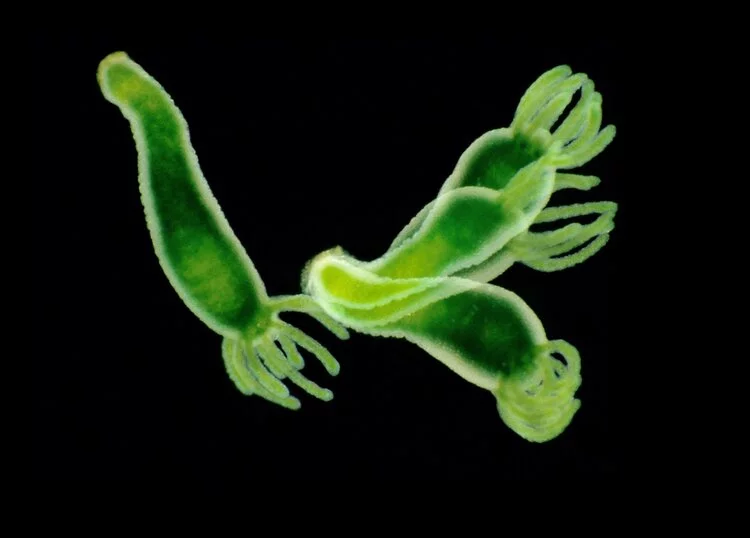 Green Hydra Multi Exposure by Heather Angel was the third place winner in the Micro category of the 2020 Close-up Photographer of the Year. It shows a timelapse of a hydra moving around in a Petri dish.