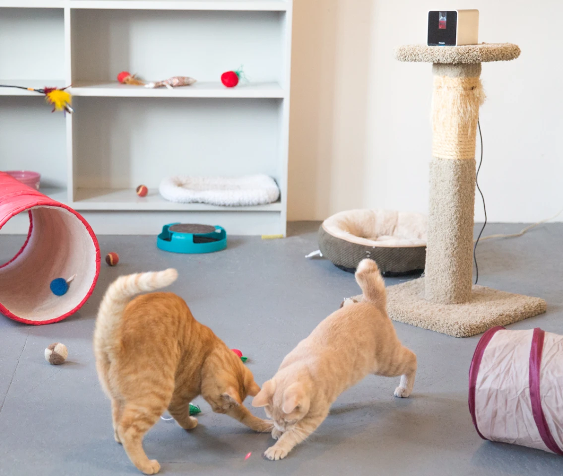 Cats chasing the laser pointer from the PetCube