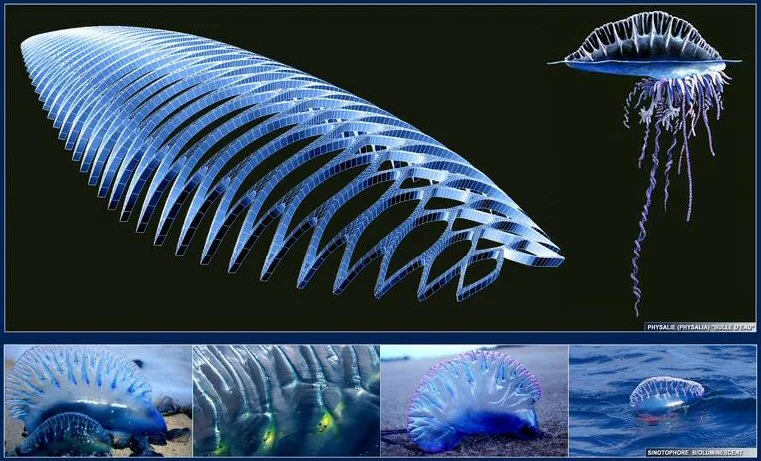 Vincent Callebaut's Physalia vision