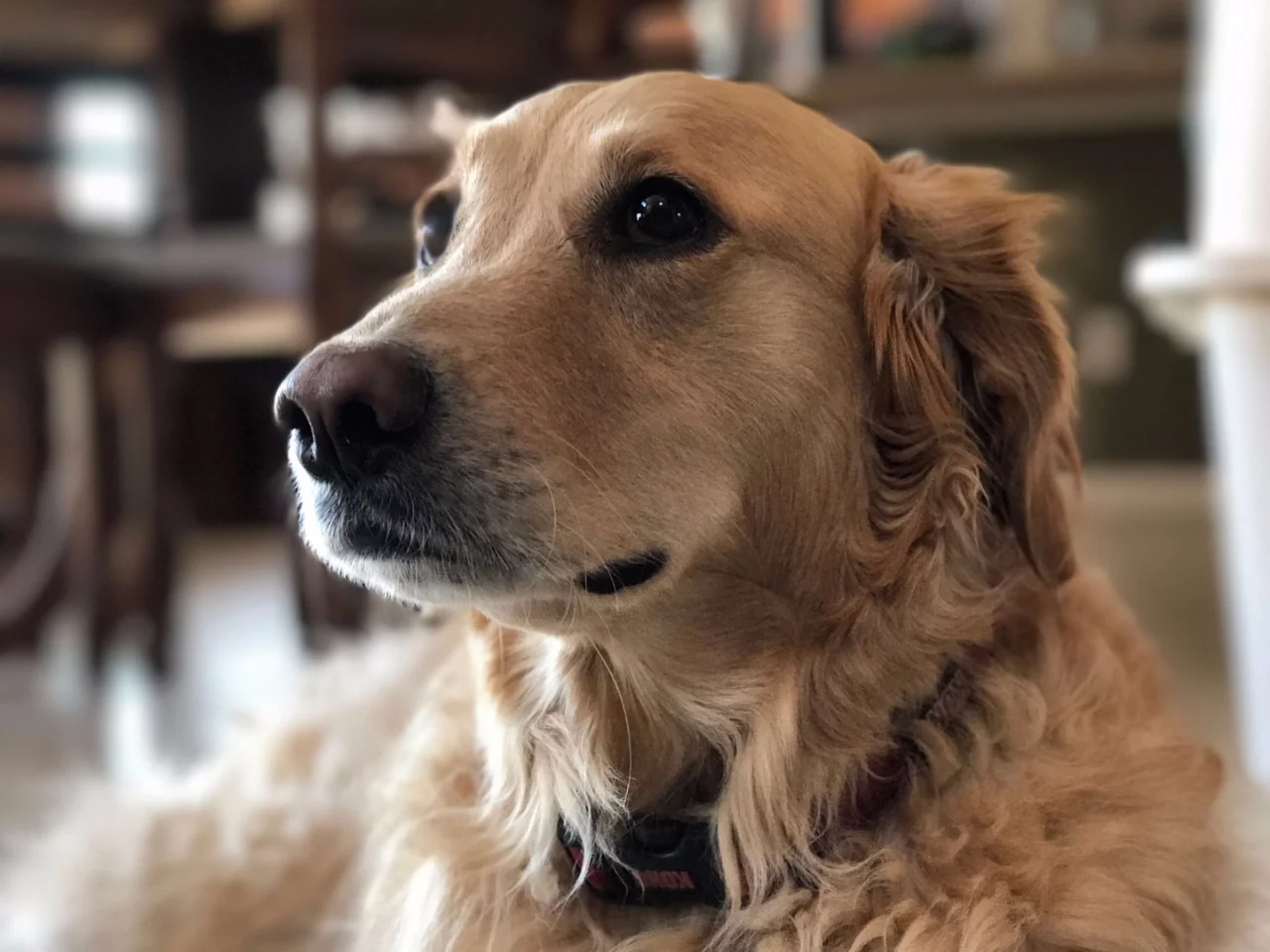 The background bokeh (blur) in this Portrait mode-shot image ensures that the dog's face is the emphasis of the photo