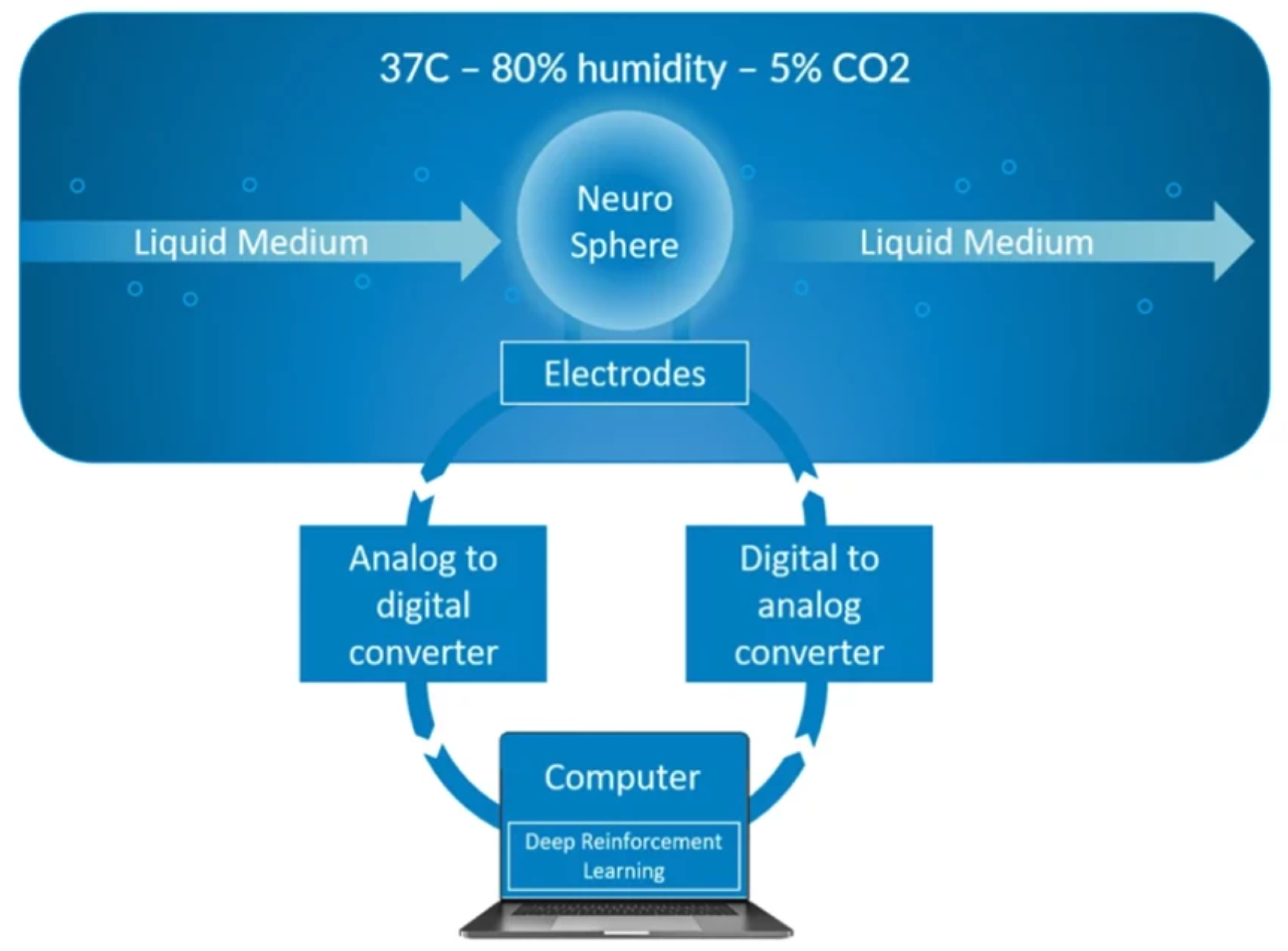 Living brain-cell biocomputers are now training on dopamine