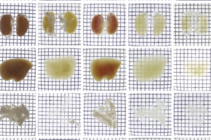 Mouse kidneys, liver, and pancreas imaged after treatment with a variety of protocols: a saline solution, Scale, SeeDB, CUBIC, and CB-Perfusion (which was used in this study)(Image: RIKEN)