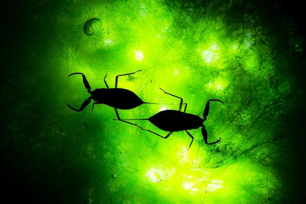 Water Scorpions by Juan Jesús González was the second place winner in the Insects category of the 2020 Close-up Photographer of the Year. The silhouettes were captured by placing flash lights beneath the surface of the water.