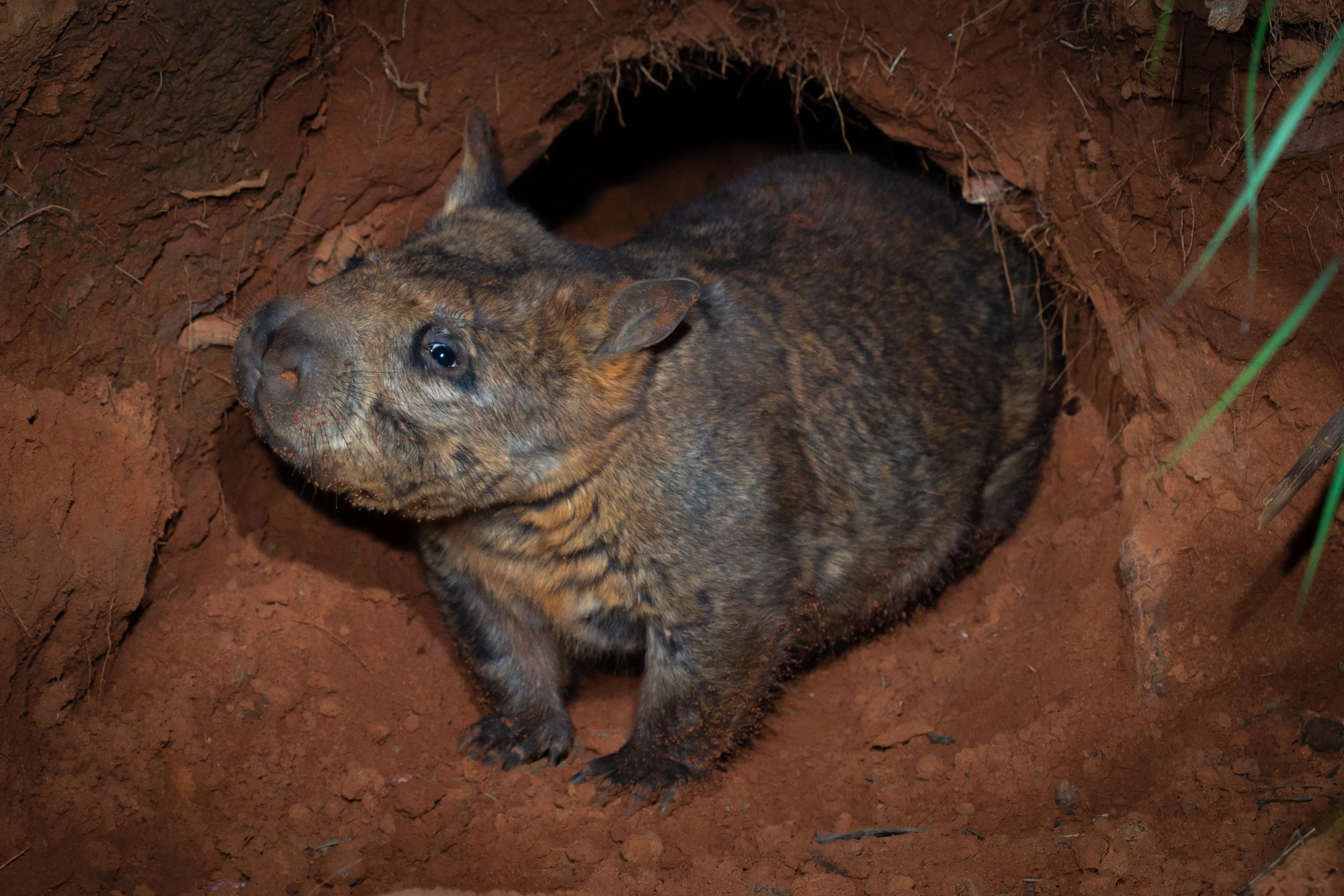 A wombat emerges from a burrow at RUNR