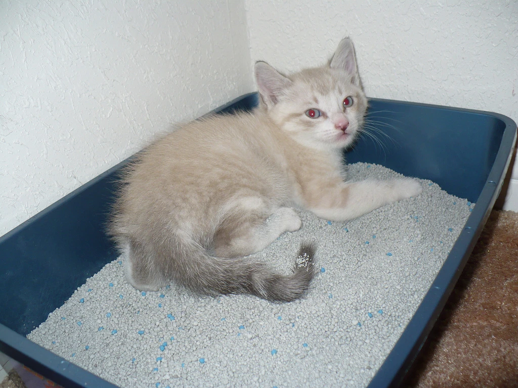 Scientists have determined the structure of the highly-absorbent mineral used in cat litter, and may now be able to produce a synthetic version that could have many other uses (Photo: abbamouse via Flickr)