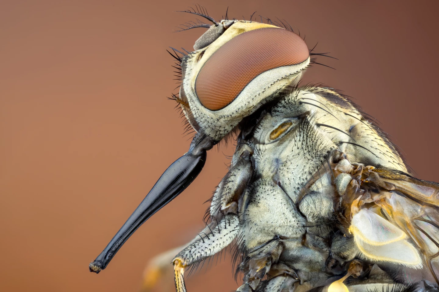 Image of Distinction. Stomoxys calcitrans (stable fly)