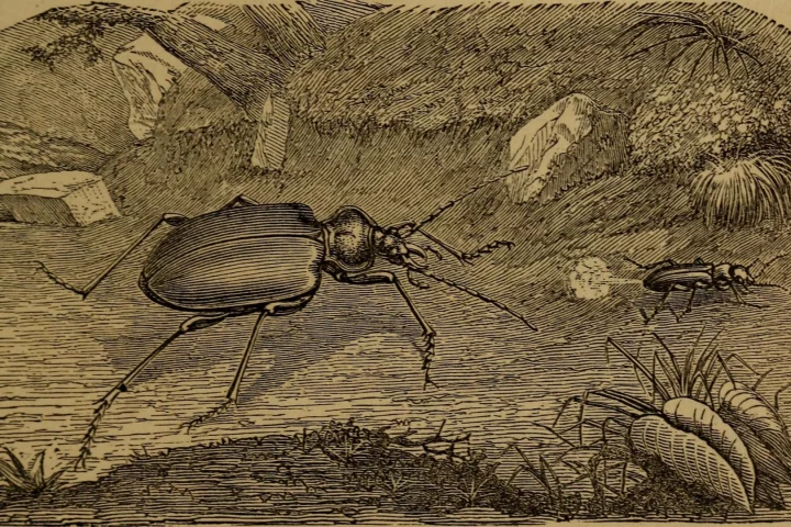 The Bombardier beetle discourages attackers by firing a noxious spray from its rear end