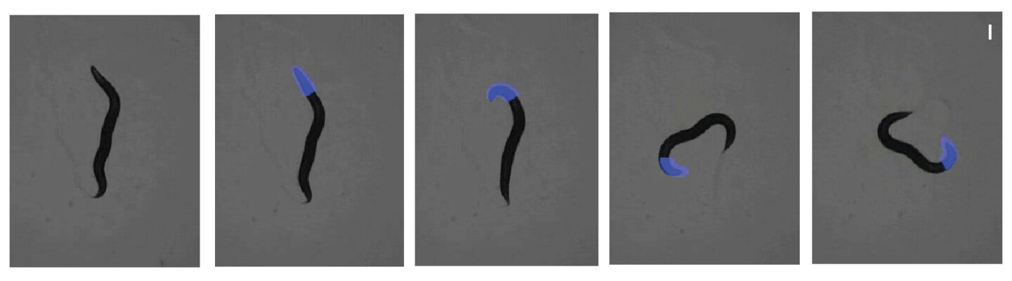 A sequence of images showing what happens when Georgia Tech researchers illuminate the head of a worm expressing light-sensitive optogenetic reagents. The light produces a coiling effect in the head and causes the worm to crawl in a triangular pattern