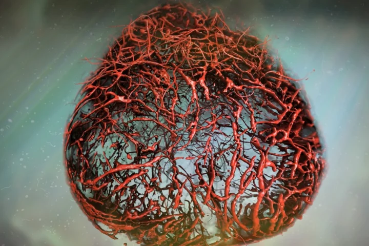 Stem cell researchers have grown human blood vessels in the lab, allowing for risk-free experimentation on live human tissue