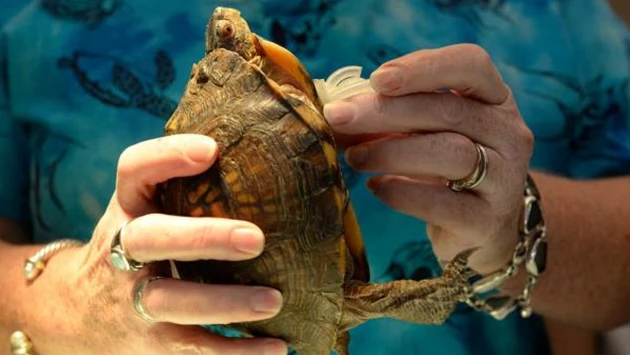 A 3D printed prosthesis has improved the wellbeing of a three-legged turtle (Photo: Brittany Lohmiller/Savannah Morning News)