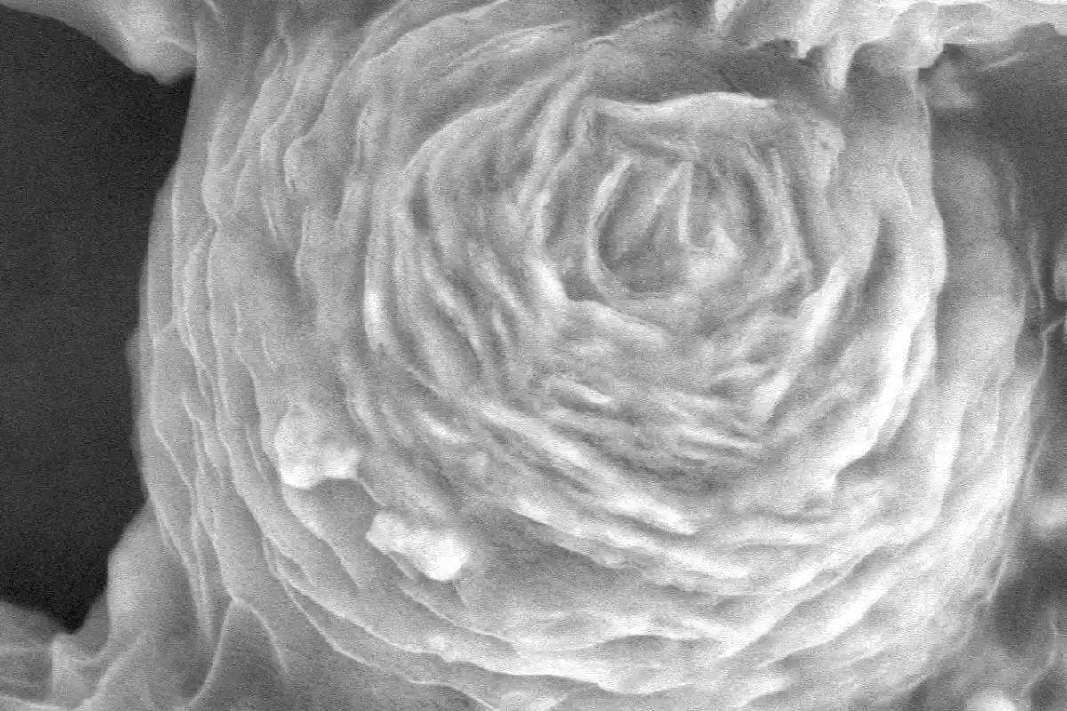 An electron microscope image of a bacteria-killing "nano-sphere" wrapped in graphene oxide