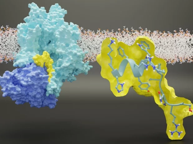 An artistic representation of the interaction between the NaV1.7 sodium ion channel and collapsin response mediator protein 2 (CRMP2)