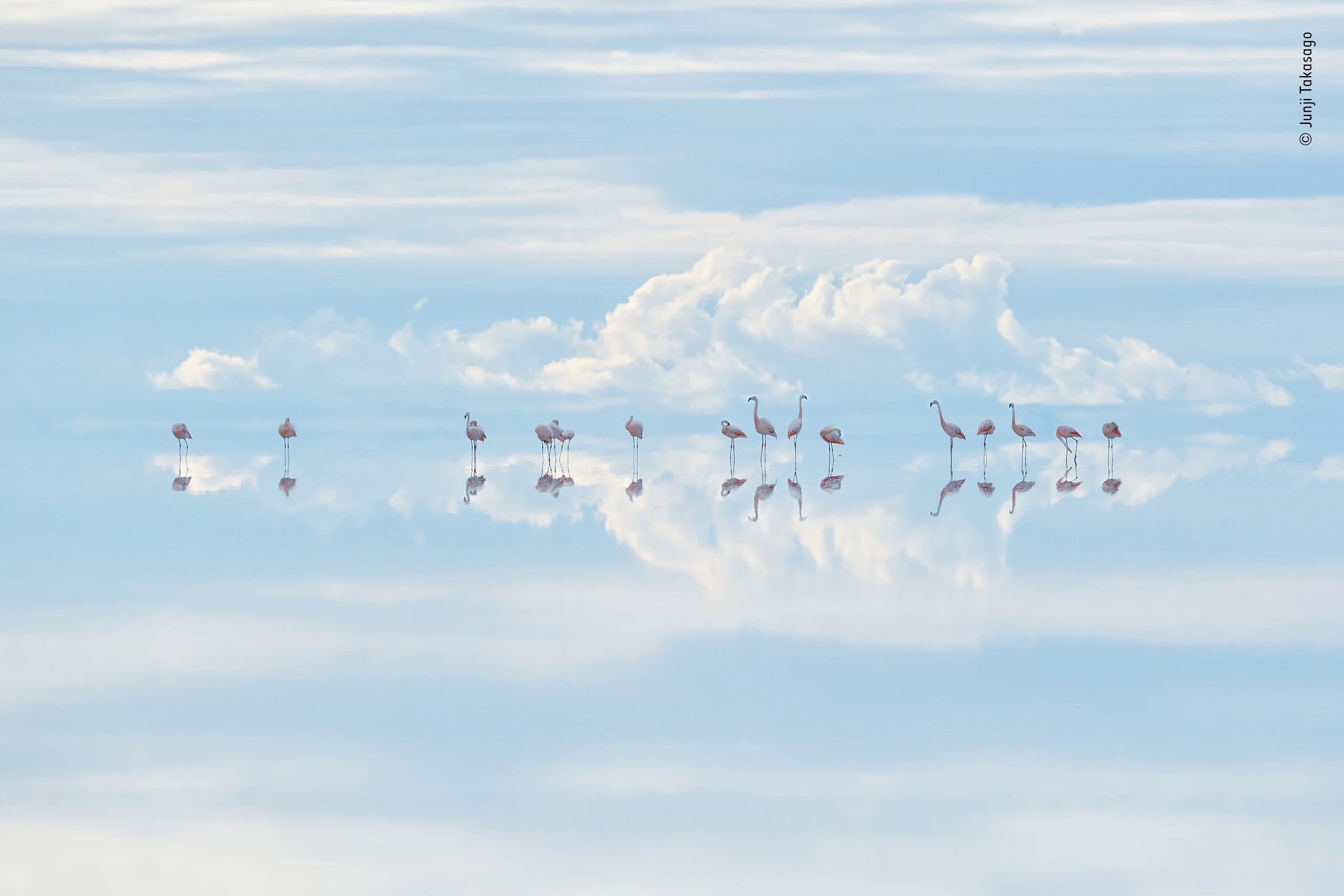 Winner, Natural Artistry. Heavenly flamingos. A preening group of Chilean flamingos. Salar de Uyuni, Daniel Campos Province, Bolivia