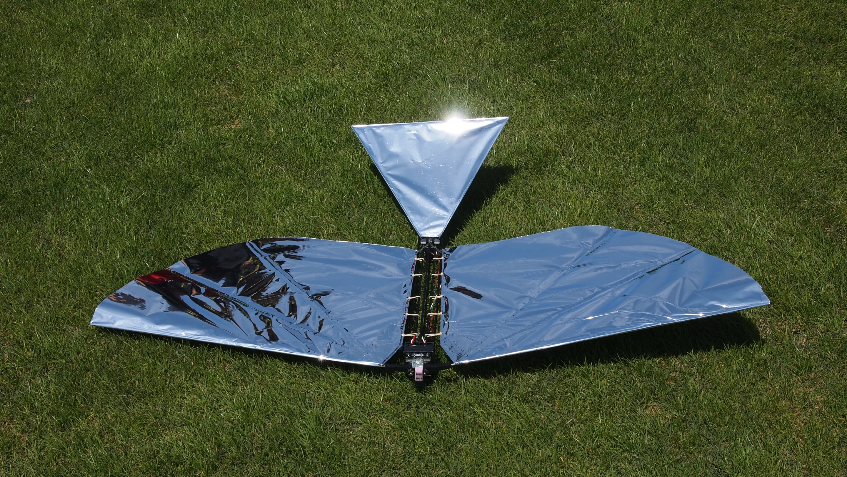 Ready for take-off - just watch out for that hawk