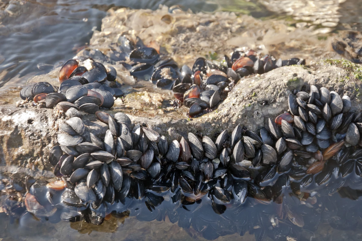 A new study has found marine creatures like mussels could be vulnerable to a phenomenon known as "elevator to extinction," in which increasing temperatures are driving them towards new, less secure habitats