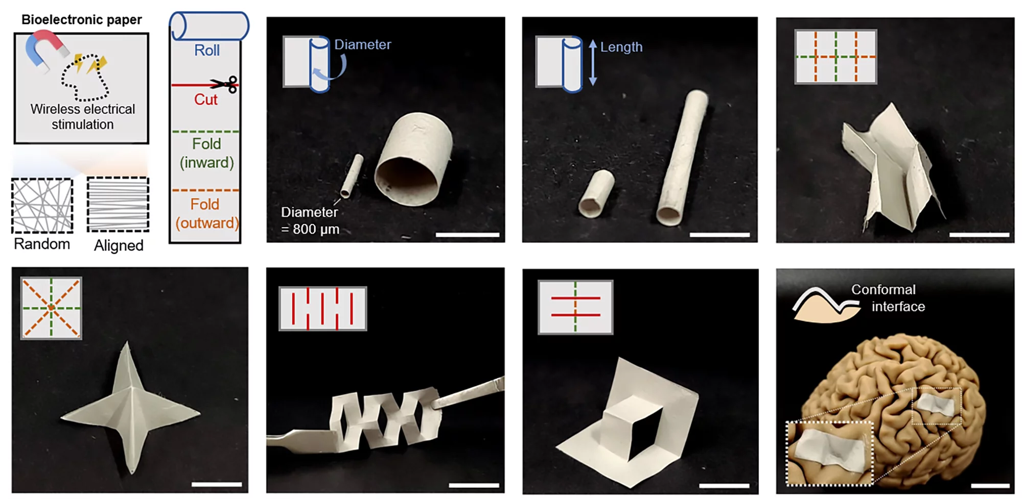 The bioelectronic paper is flexible and can be cut, rolled, and folded