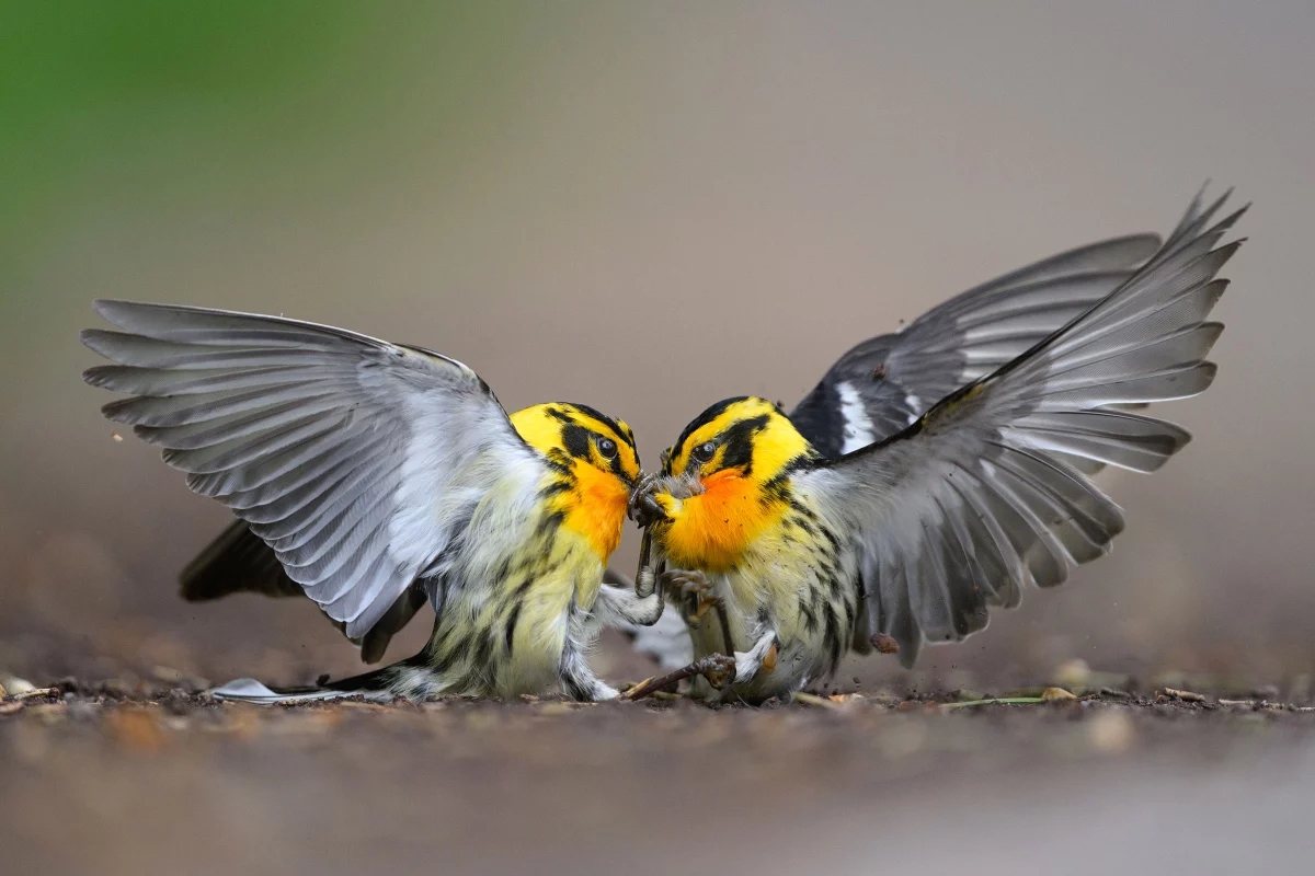 Grand Prize Winner: Blackburnian warblers by Mathew Malwitz, Promised Land State Park, Pennsylvania, US