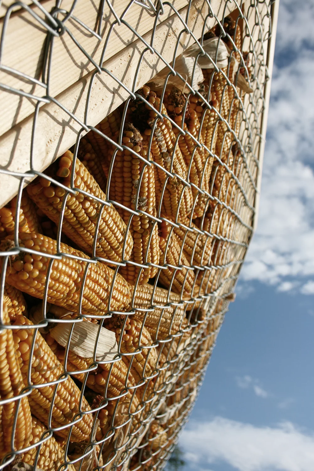 The designers came up with an innovative idea of filling the walls with corn cobs