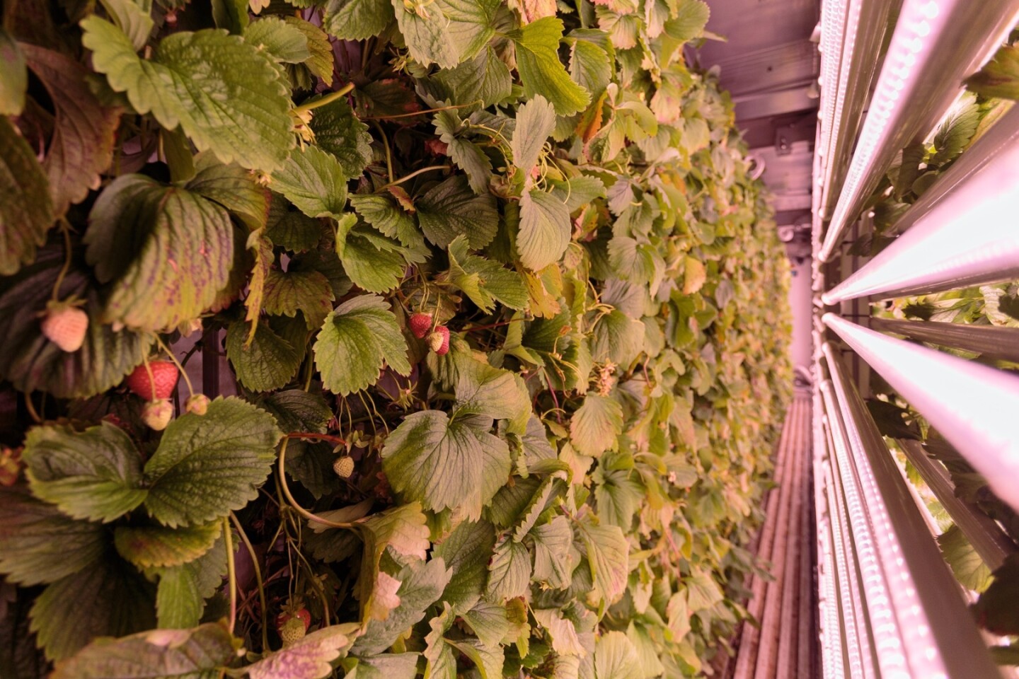 Agricool developed its own LED lighting for use in the containers