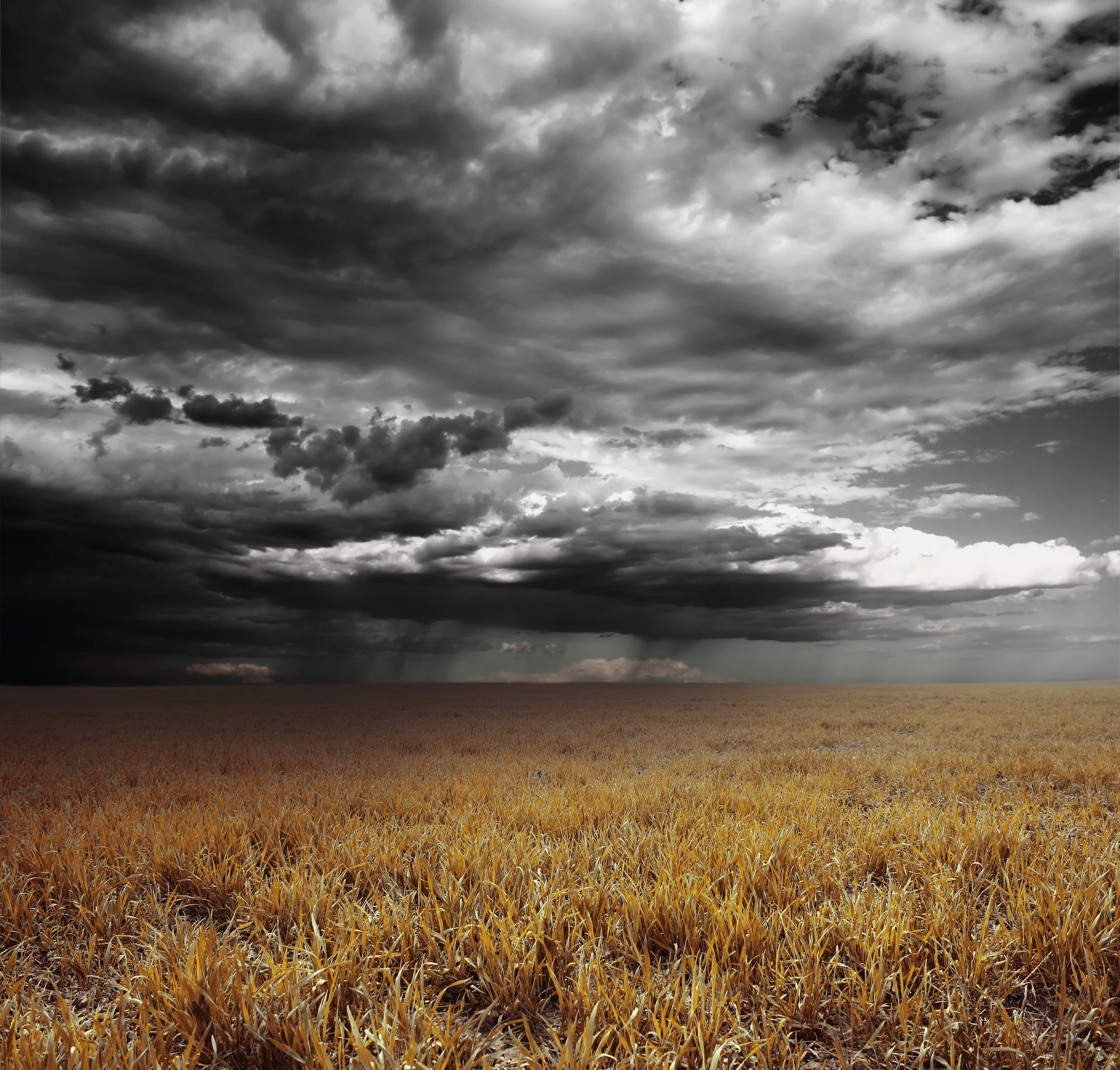 We knew the distinctive smell of rain on dry earth was the result of a chemical released by bacteria, but new research helps explain why the bacteria evolved to do this
