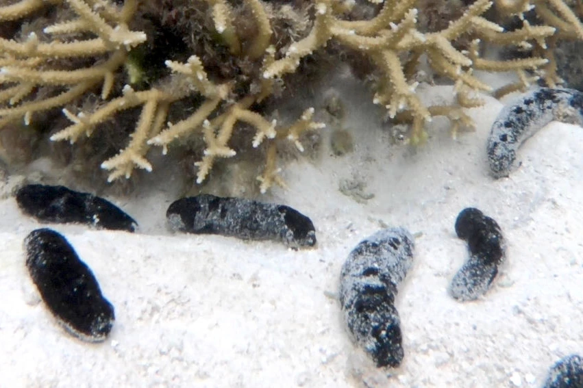 Cody Clements first became aware of the beneficial effect of sea cucumbers when he noticed that his reef restoration efforts were failing in areas where he had removed the creatures