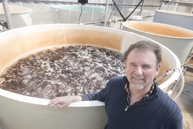 Prof. Chris Langdon with his tanks of dulce