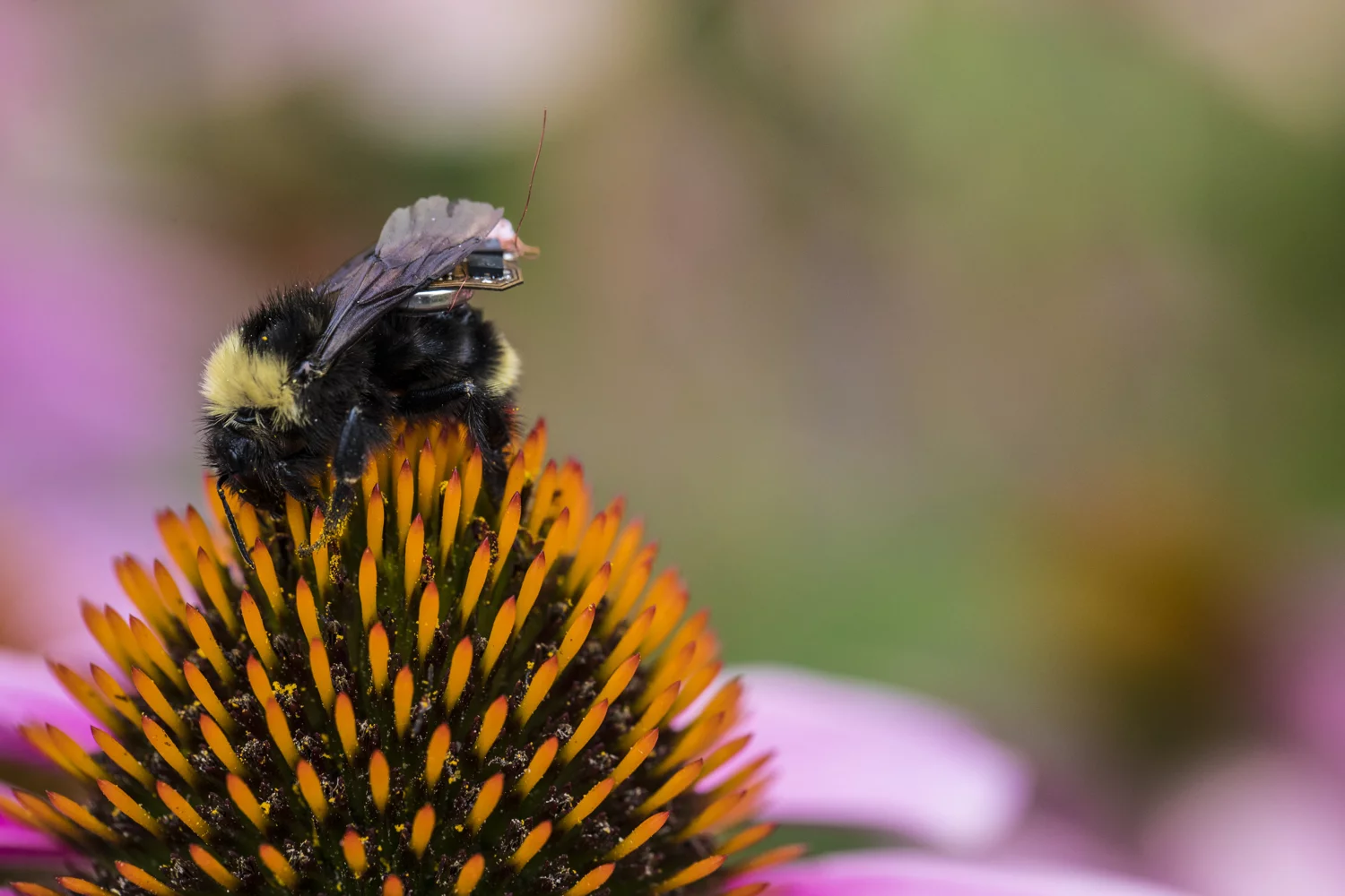 Researchers have fitted bees with electronic backpacks that can sense their surroundings and collect data