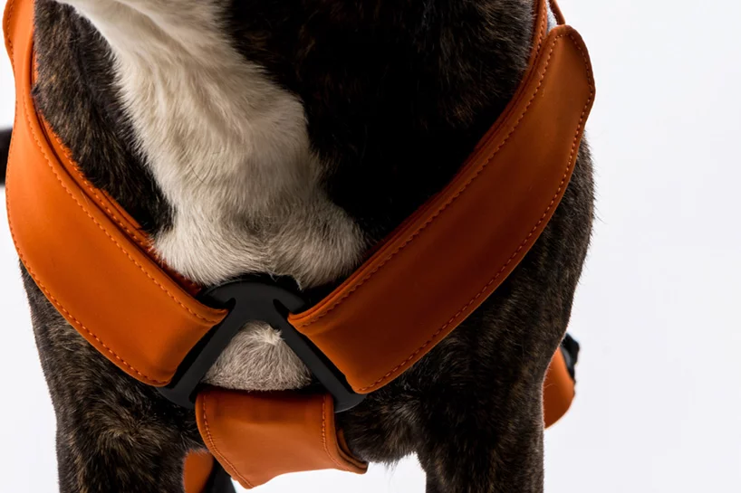 The Hipster rehabilitation brace provides support and important rear leg exercise for dogs with hip dysplasia