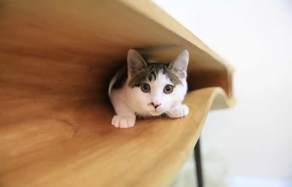 CATable by Ruan Hao, a man who probably leaves his TV on the fishbowl channel