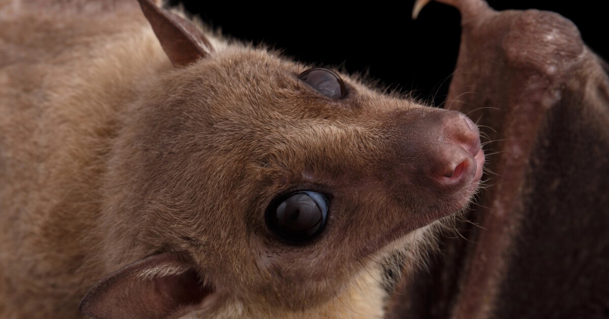 Drunk bats and painted cows: The oddball Ig Nobel Prize winners of 2025