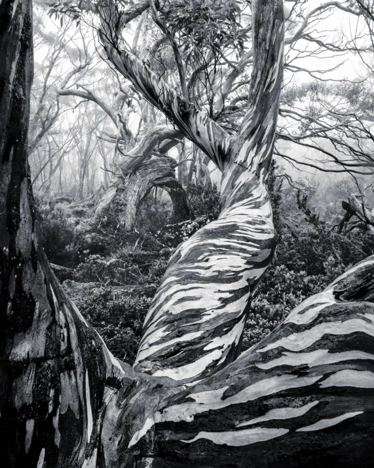 Photographer of the year, Winner, 2025 Natural Landscape Photography Awards