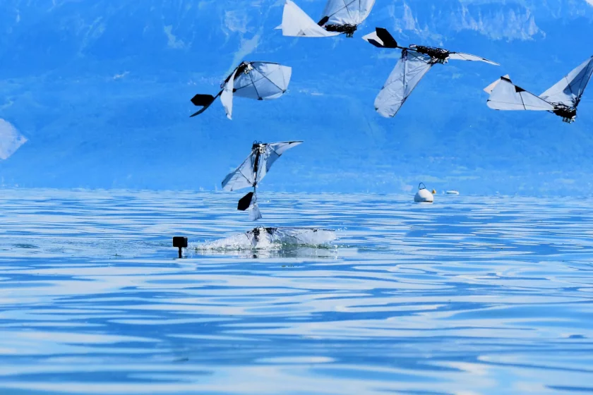 The robo-bird makes the leap in under a second after 8 to 10 wingbeats