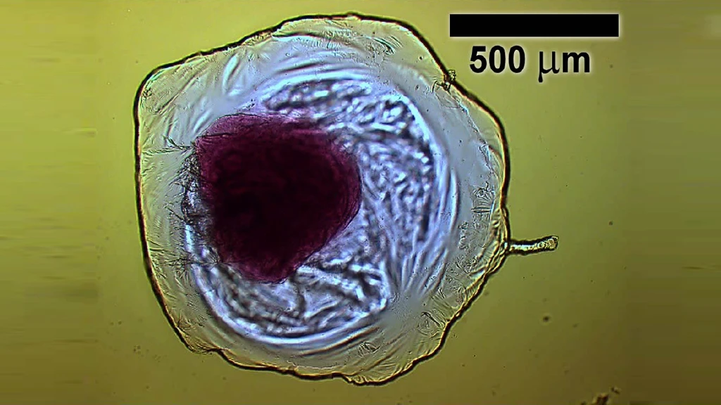 The iCHELLs created by a team from the University of Glasgow could be the first step on the road towards creating "inorganic life" (Image: University of Glasgow)