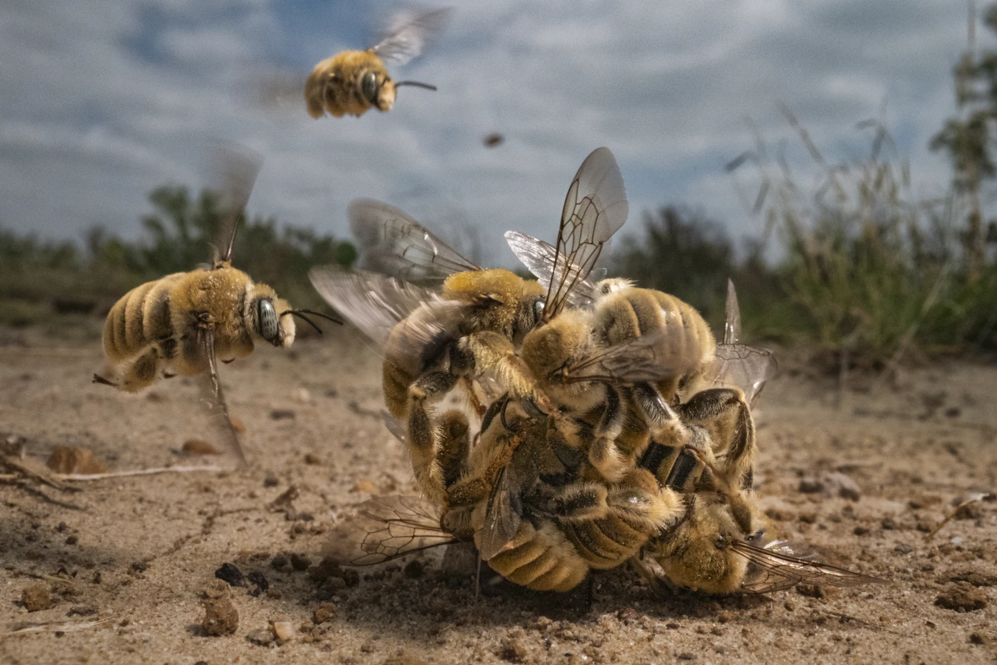 Big Picture Photo Awards. Grand Prize Winner. Bee Balling. A female cactus bee is swarmed by males forming a mating ball