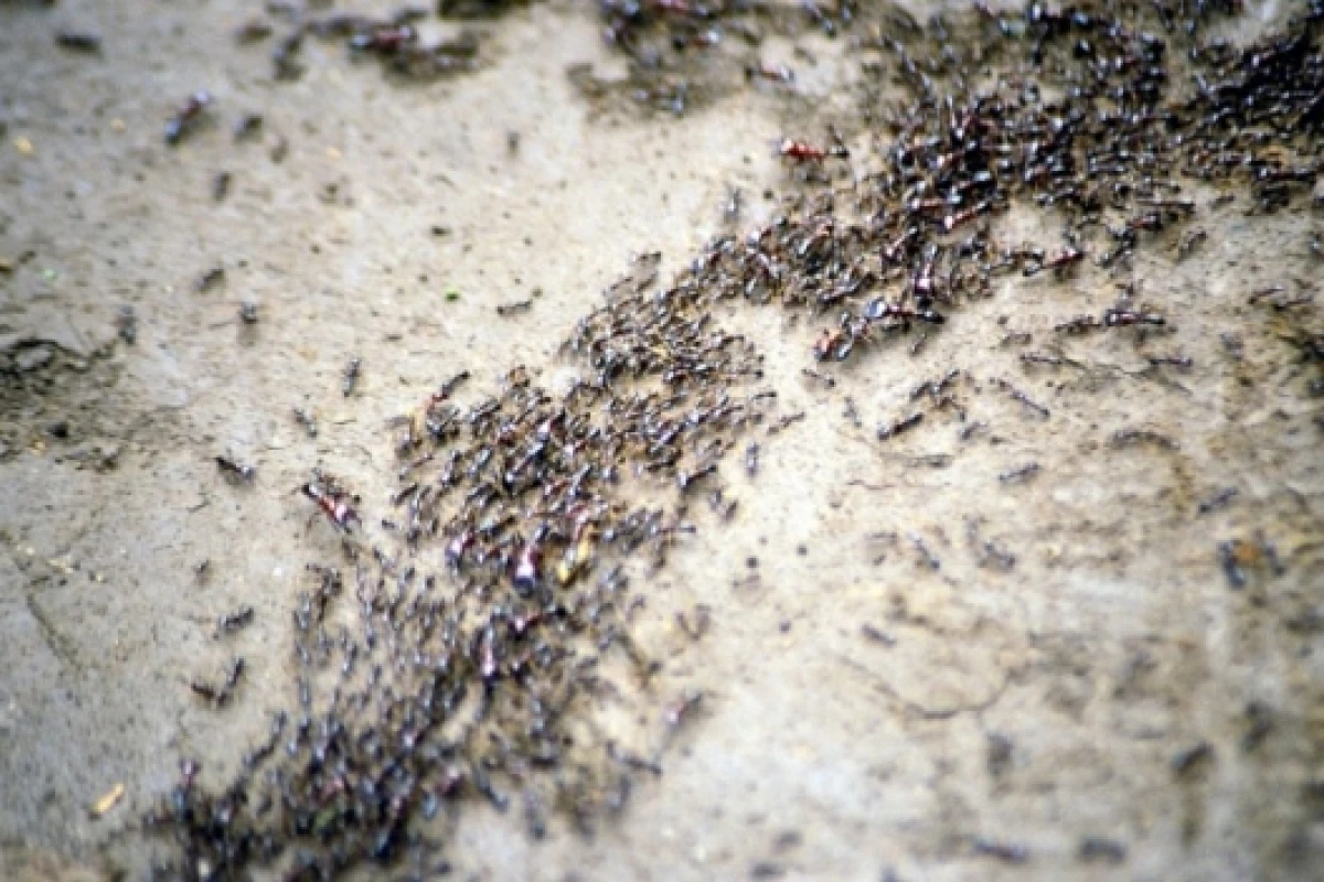 Even though individually unintelligent, digital ants exert highly intelligent group behavior. (Image: Wikimedia, released under CC 3.0 by-sa)