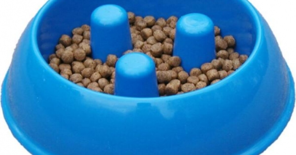 A doggie bowl for greedy eaters