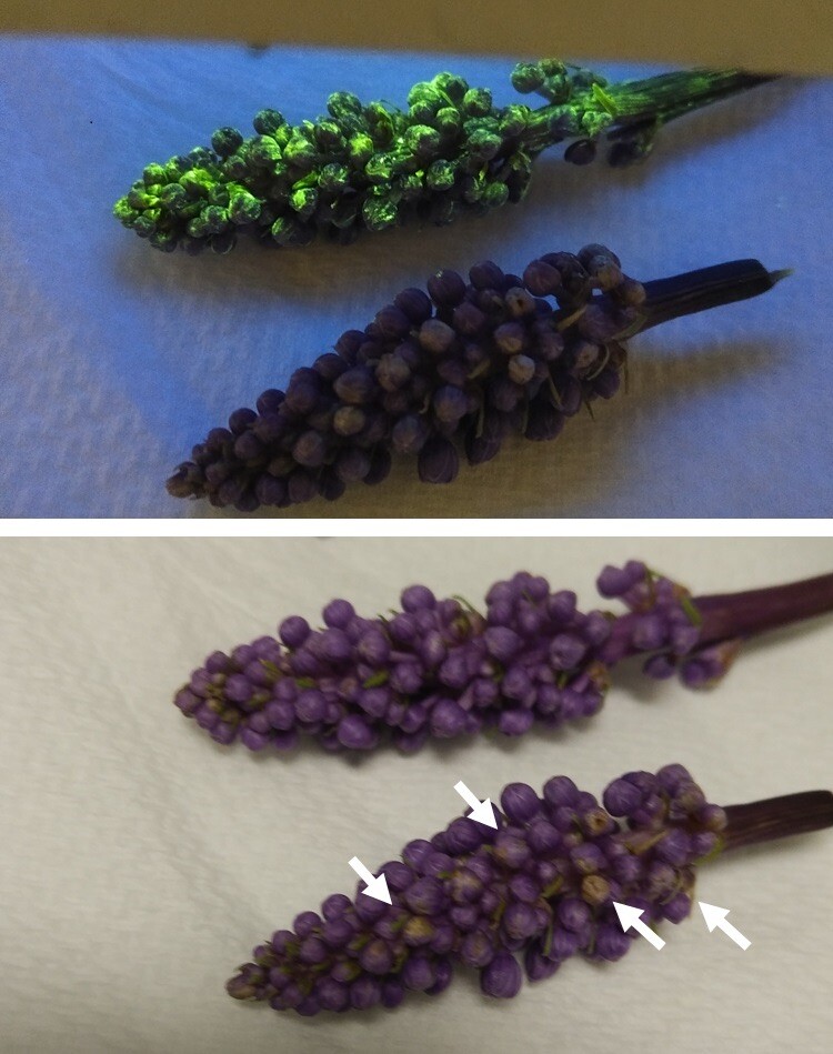 The metal organic framework coating (luminescent green) protects lillyturf cuttings from damage by UV light