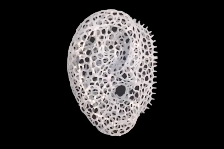 A three-dimensional scaffold of a human ear, printed via the new technology